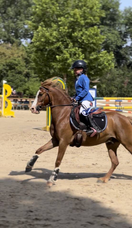 PONEY B A VENDRE 