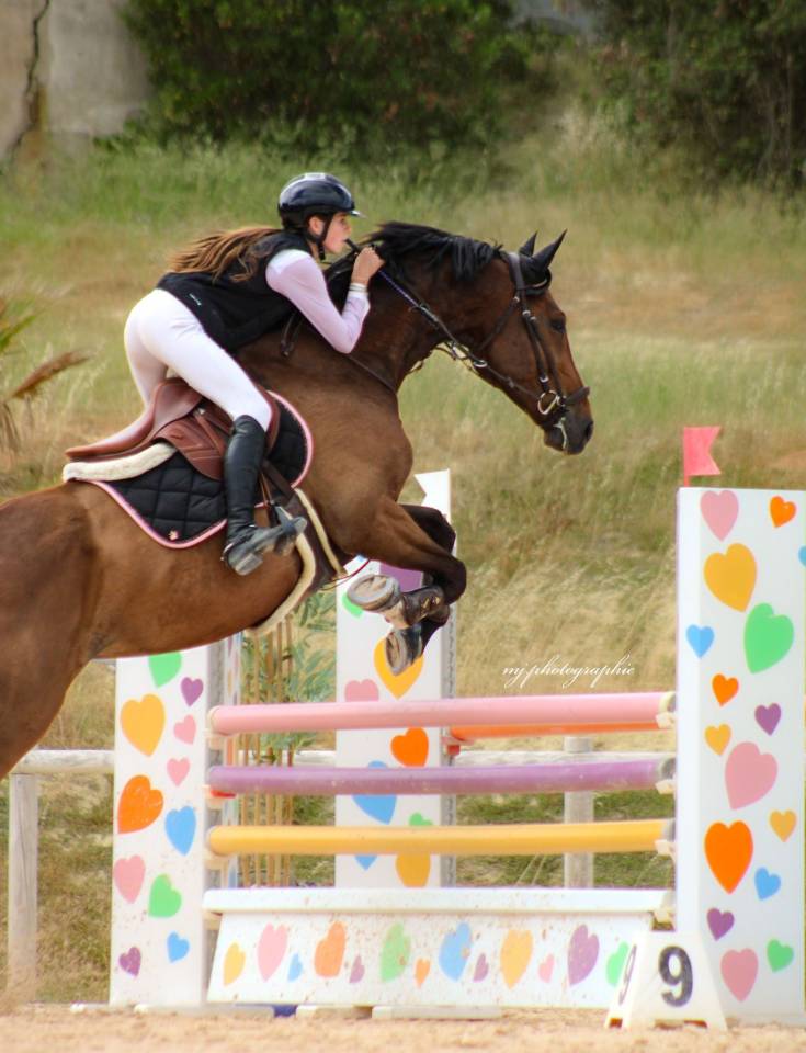Cheval &agrave; vendre - Magnifique hongre de 11 ans