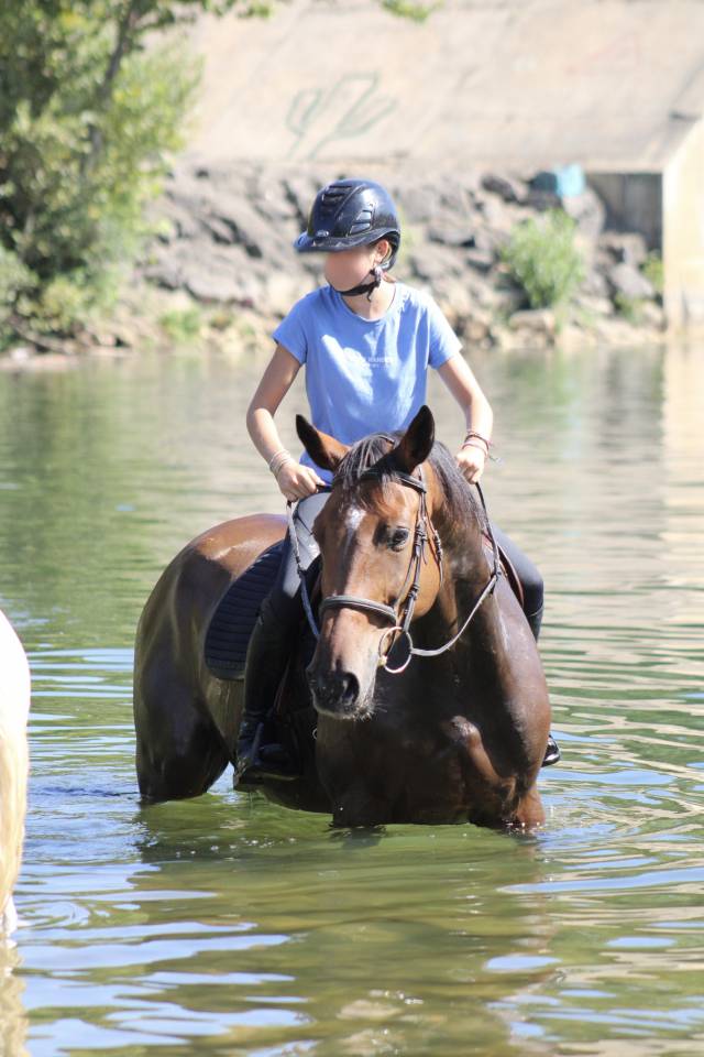 Cheval &agrave; vendre - Magnifique hongre de 11 ans