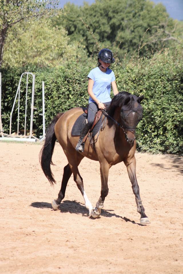 Cheval &agrave; vendre - Magnifique hongre de 11 ans