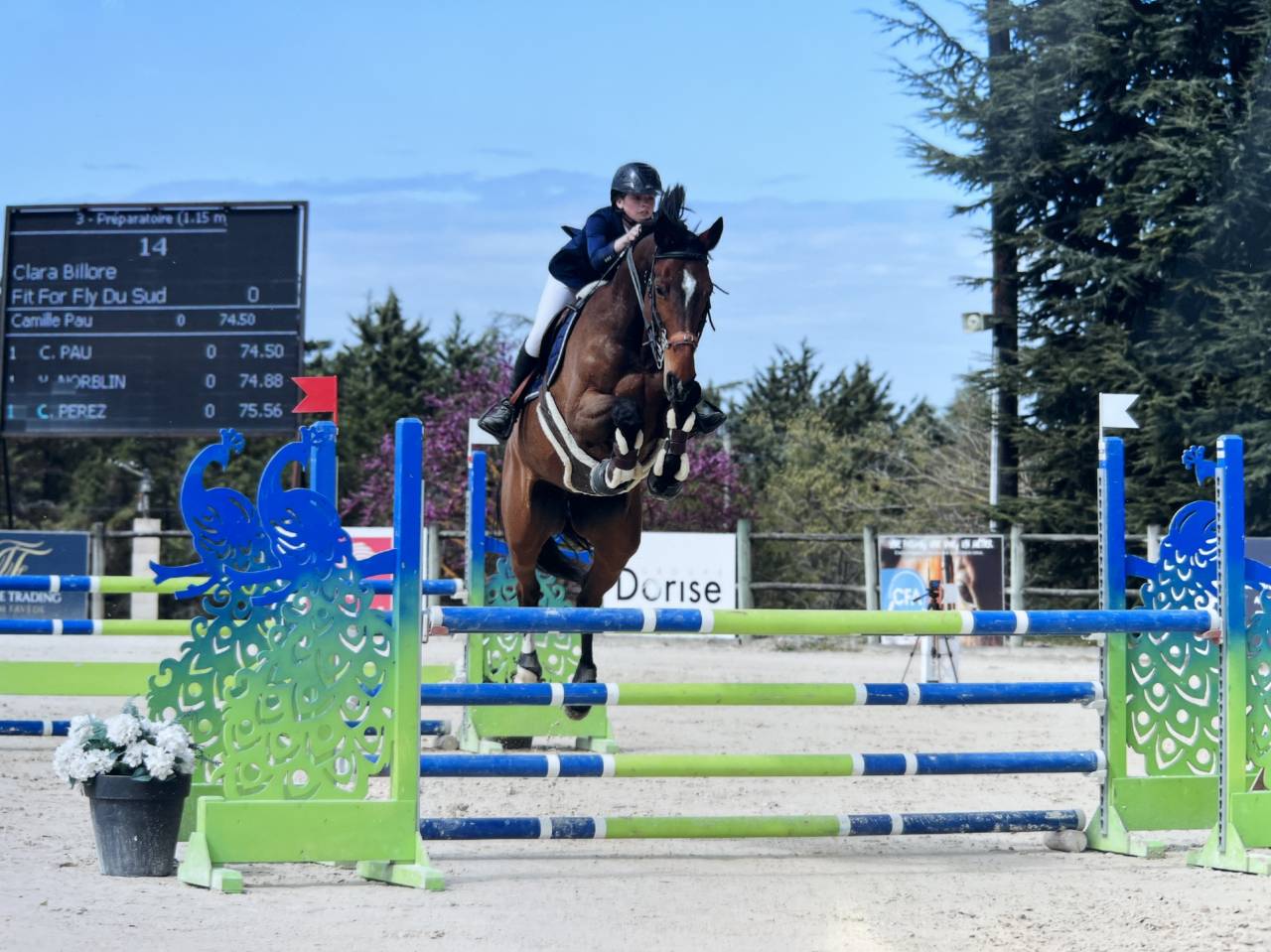 Cheval &agrave; vendre - Magnifique hongre de 11 ans