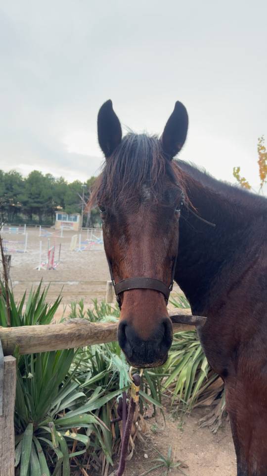Jument &agrave; vendre - BWP de 5 ans