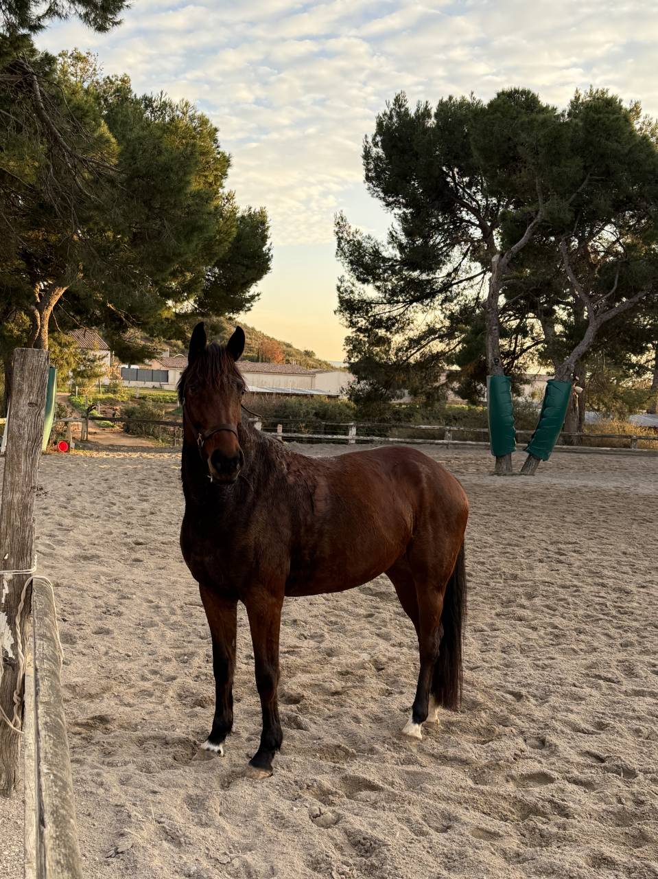 Jument &agrave; vendre - BWP de 5 ans