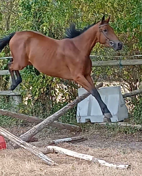  A vendre 3 ans SF femelle bai 1m66 Elevage des Tess