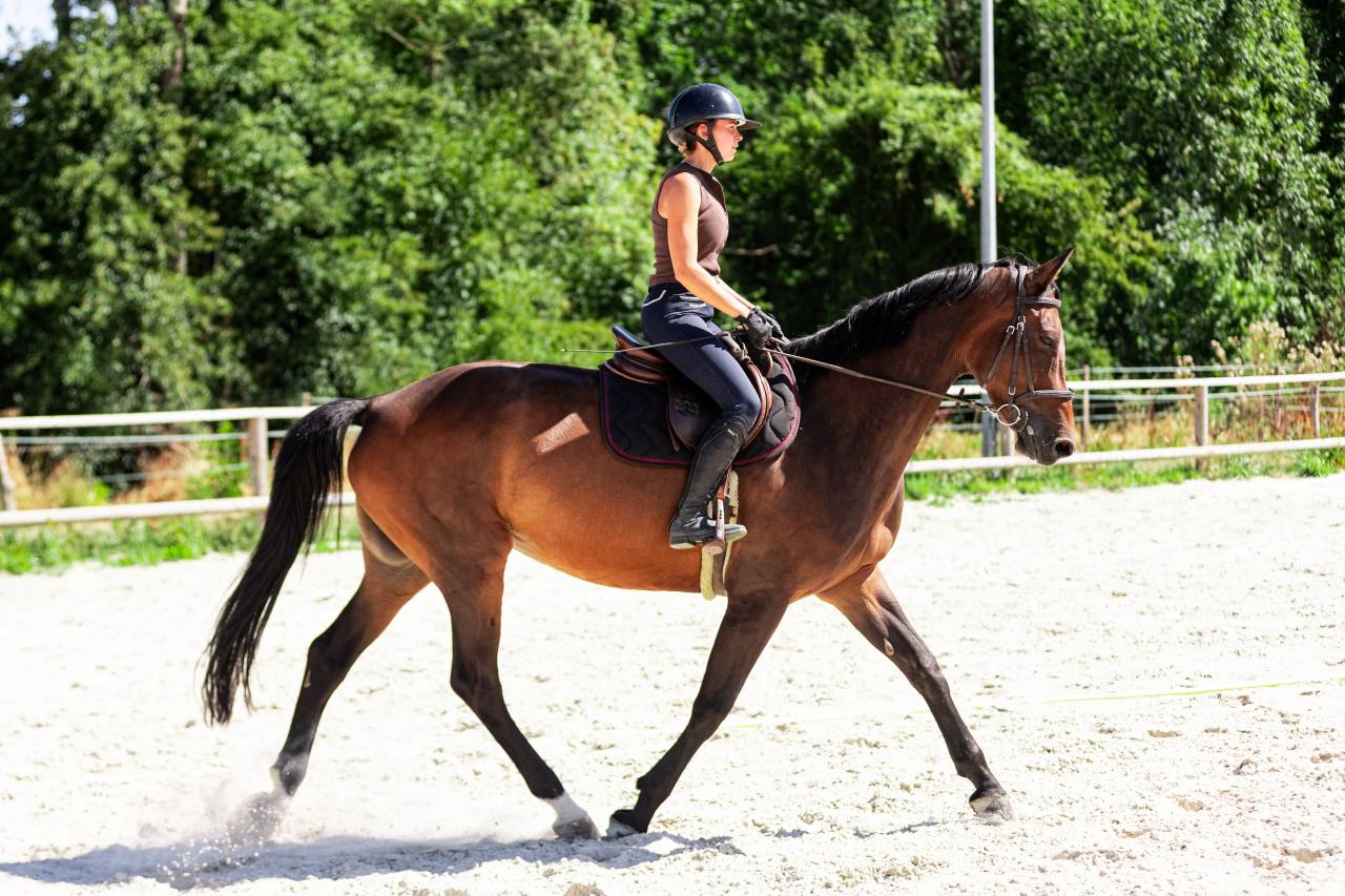 Jument 9 ans par Canturo