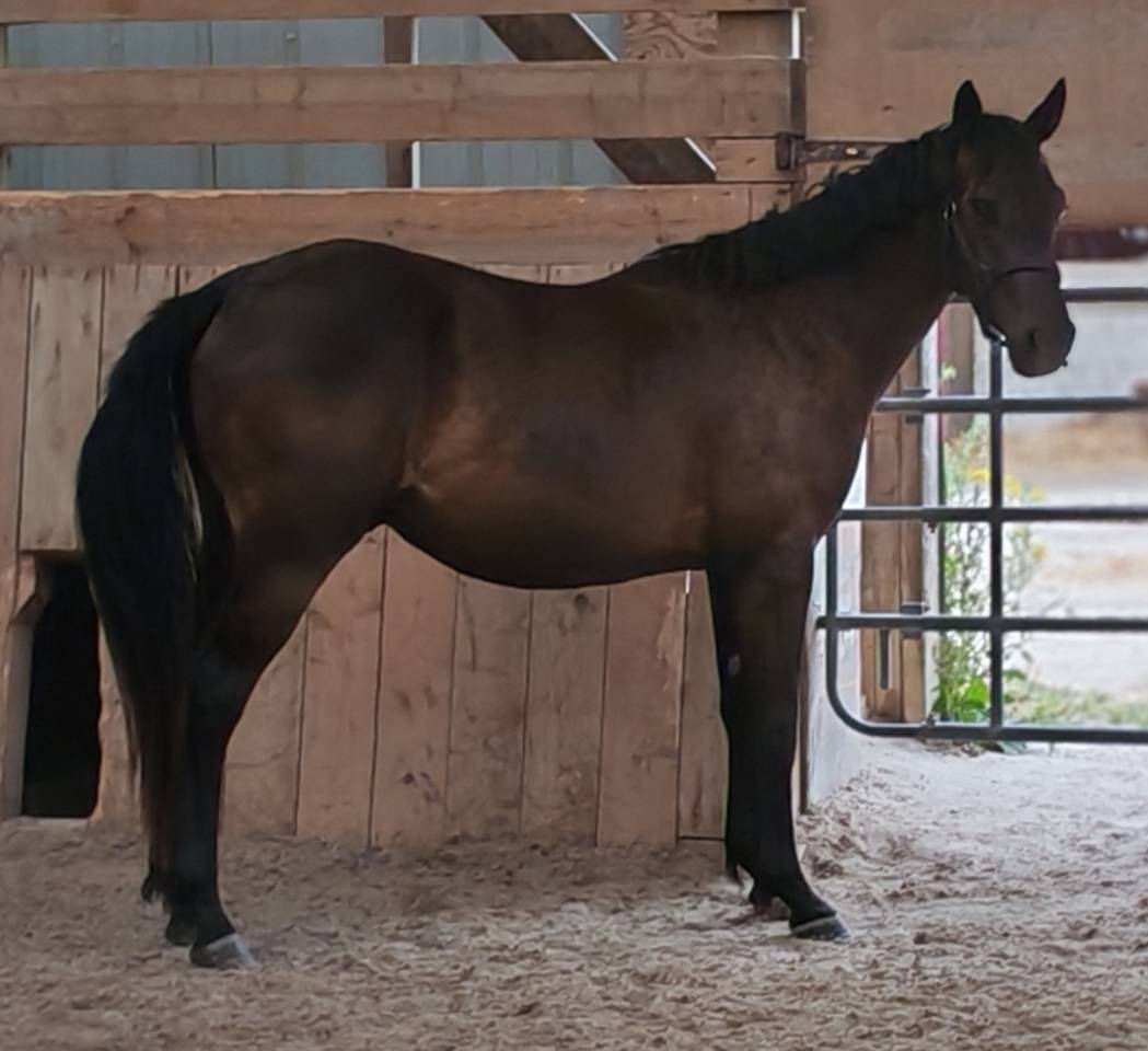 Hongre Zangersheide de 2 ans