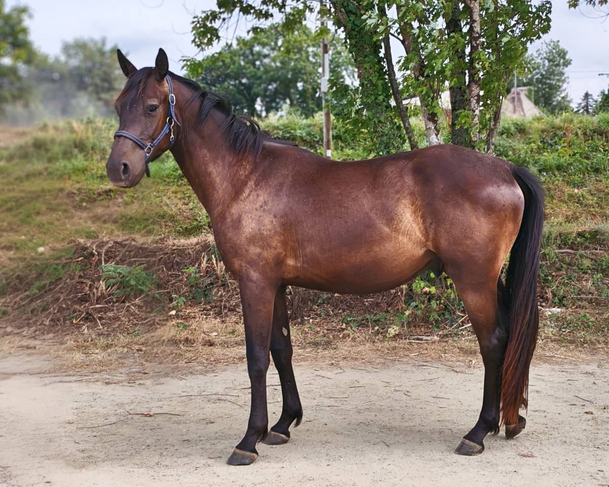 Hongre Zangersheide de 2 ans