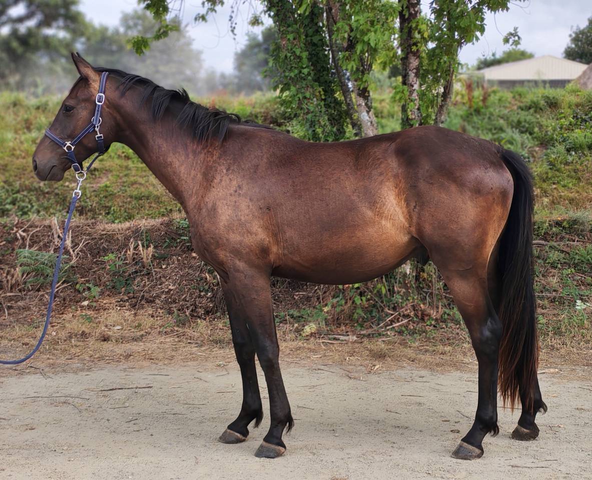 Hongre Zangersheide de 2 ans