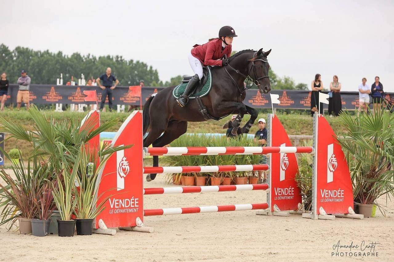 Hongre Zangersheide de 2 ans