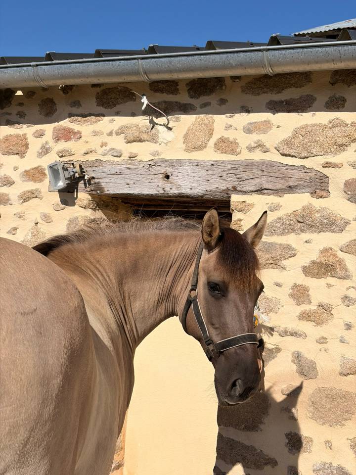 Ponette onc 