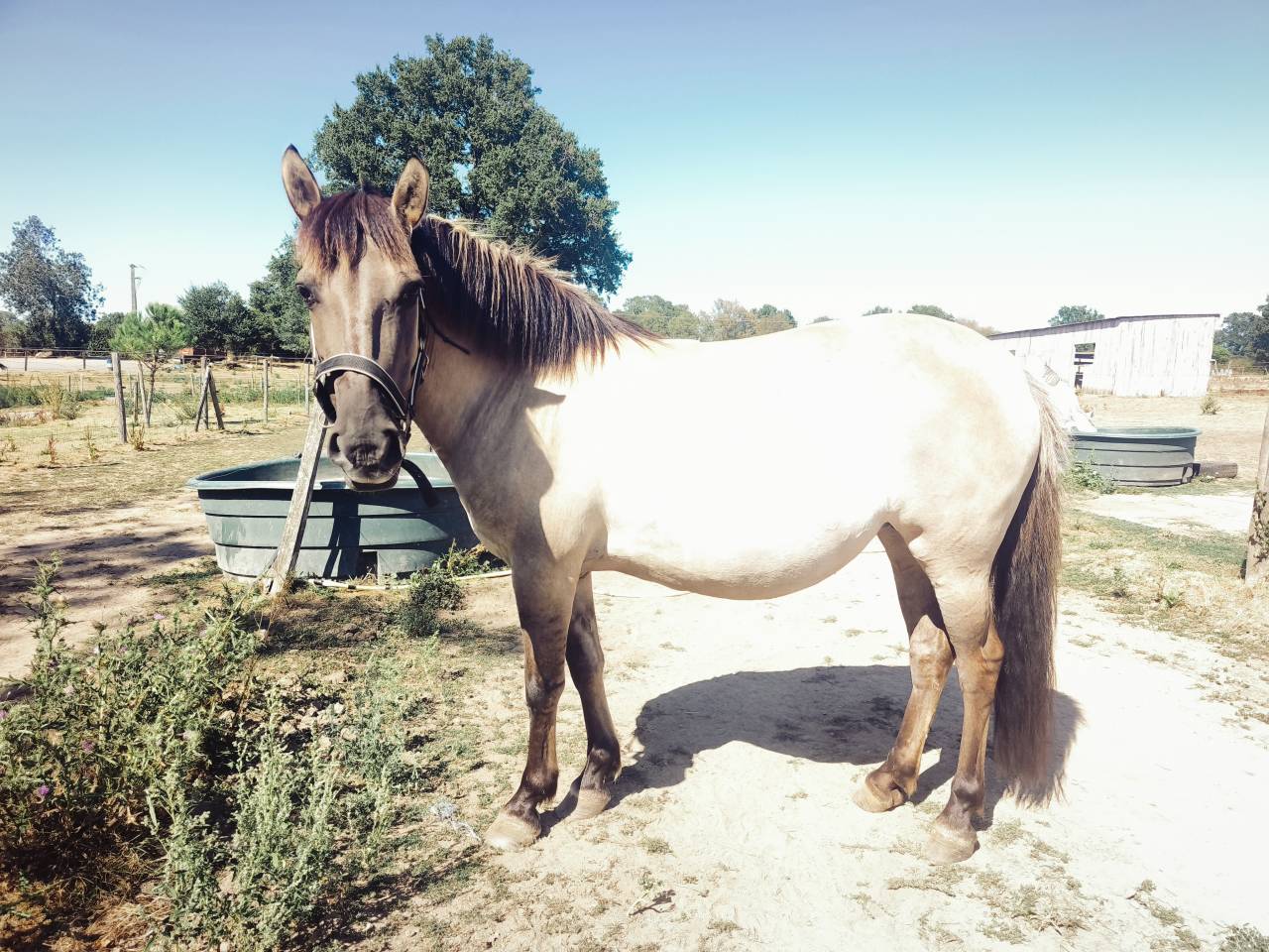 Ponette onc 