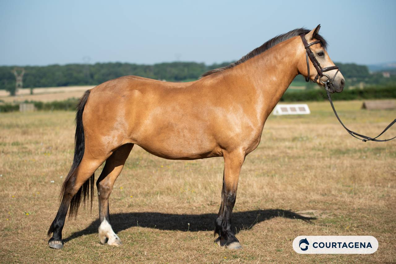 Ponette connemara 6 ans id&eacute;ale enfants