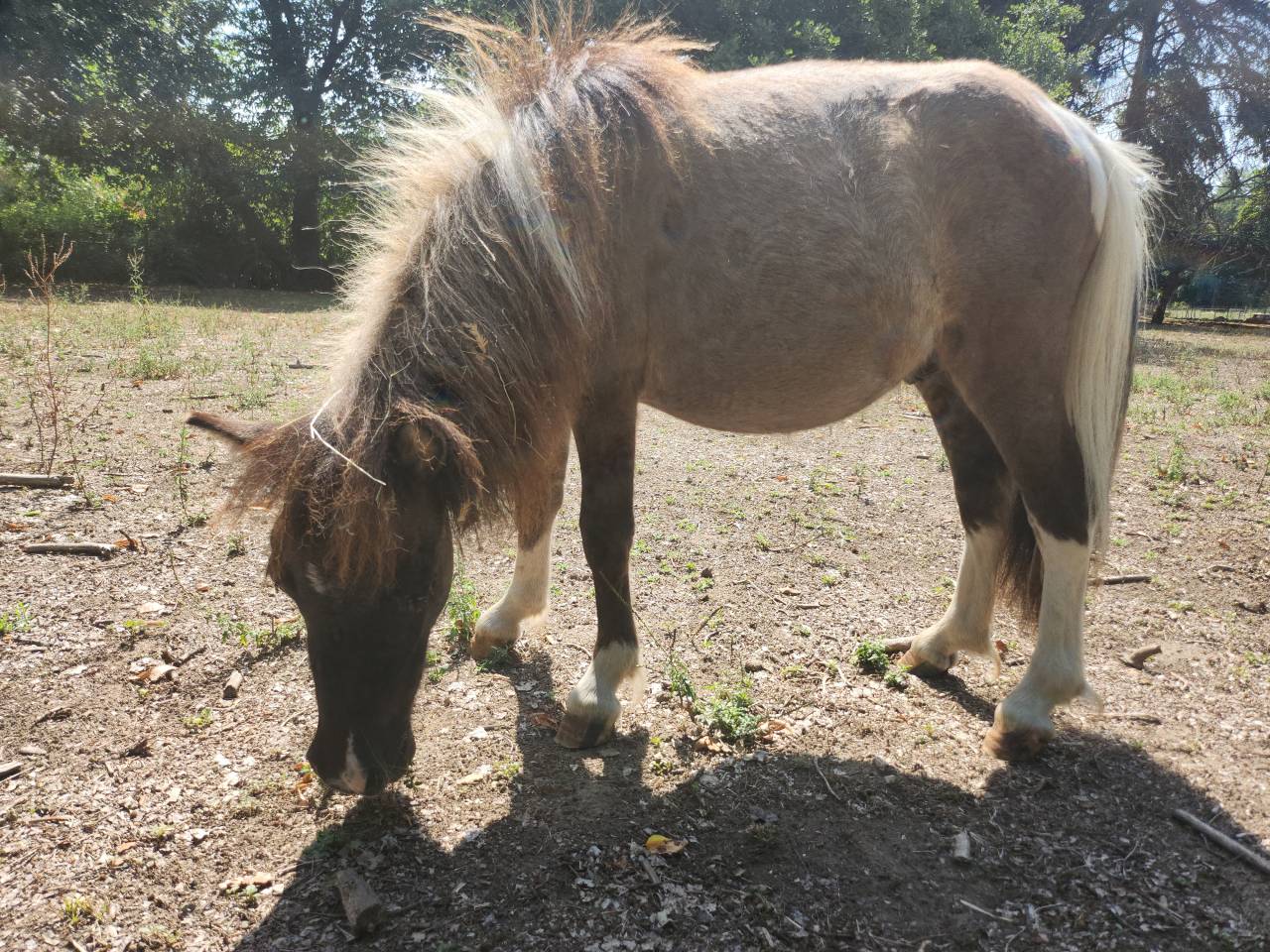 Poulain/poney A type shetland 