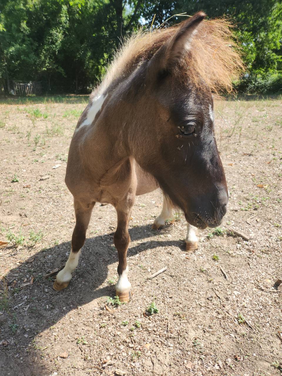 Poulain/poney A type shetland 