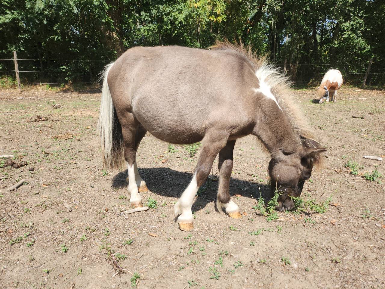 Poulain/poney A type shetland 