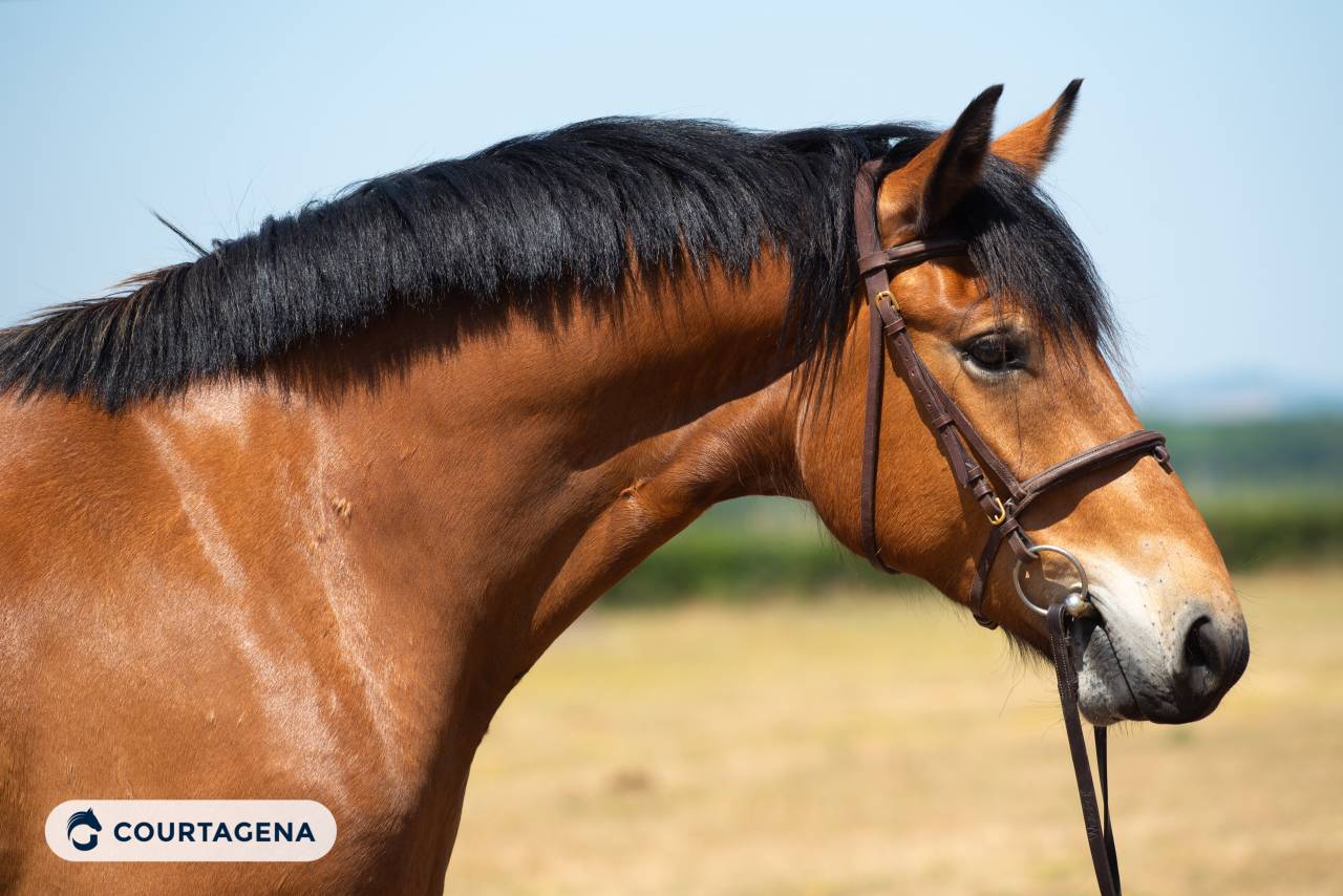 Haflinger crois&eacute; connemara 1m58