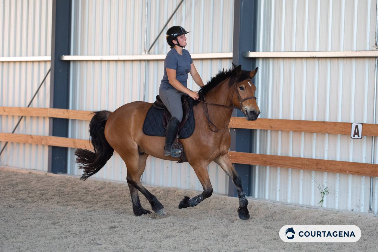 Haflinger crois&eacute; connemara 1m58