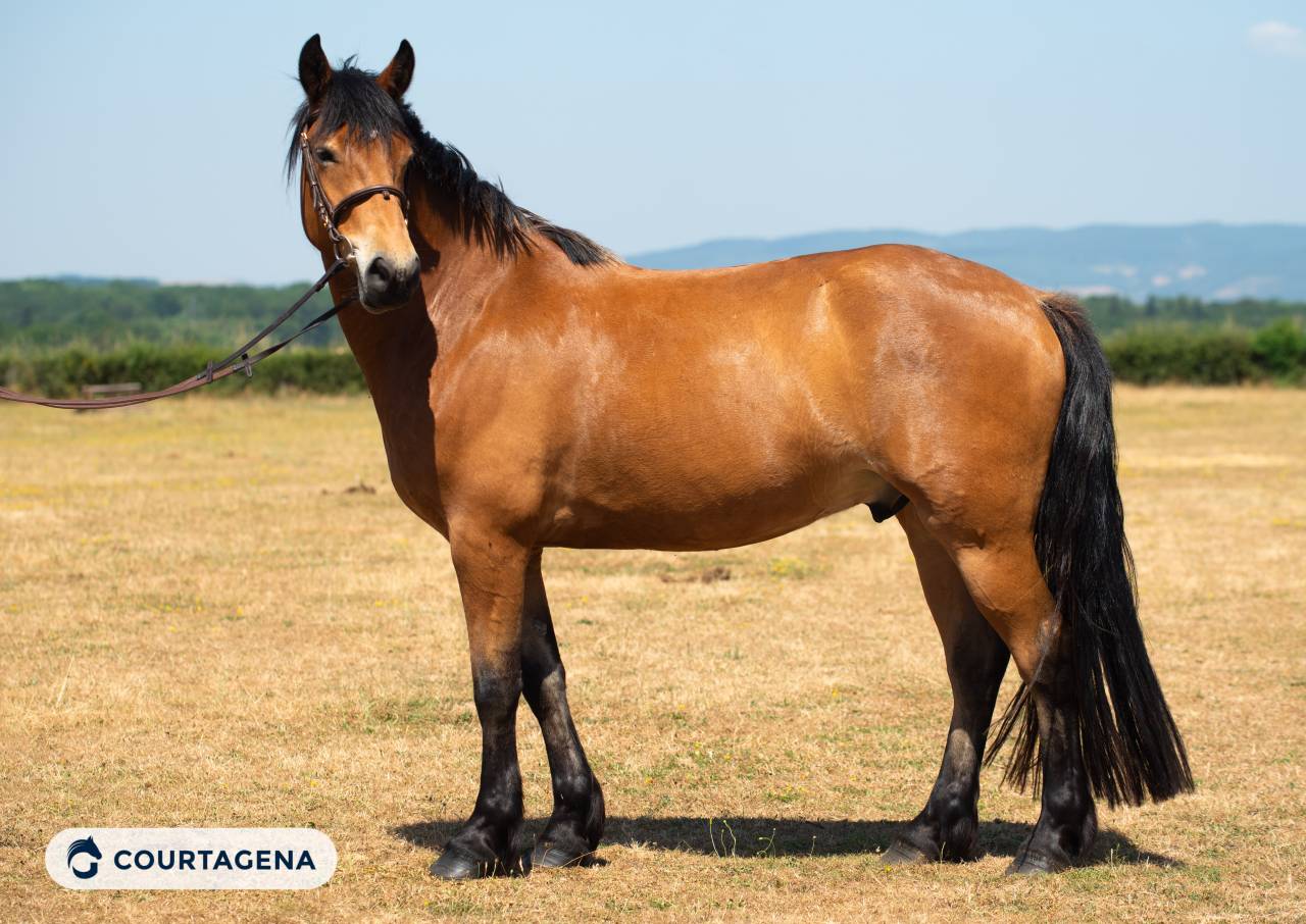 Haflinger crois&eacute; connemara 1m58