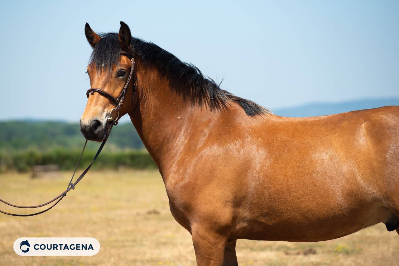 Haflinger crois&eacute; connemara 1m58