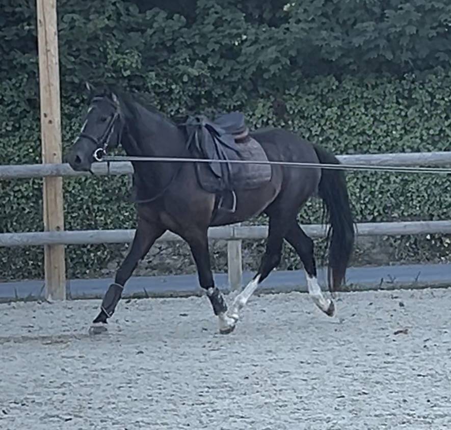 Poney pratique avec moyens 