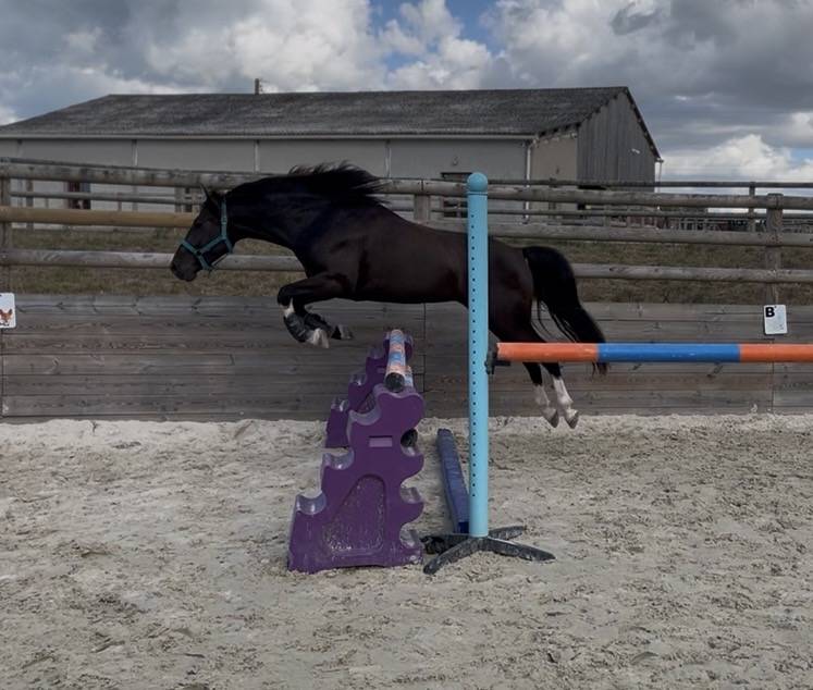 Poney pratique avec moyens 