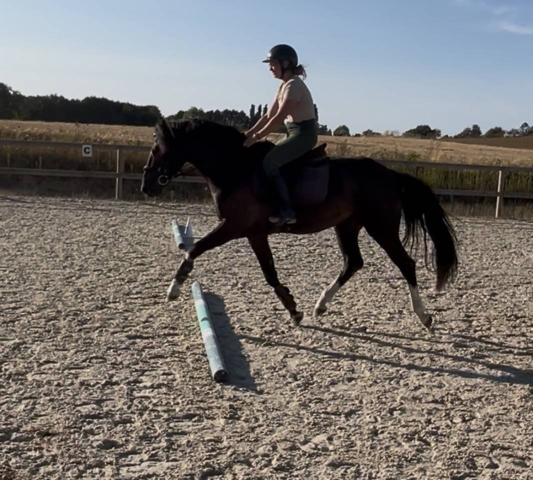Poney pratique avec moyens 