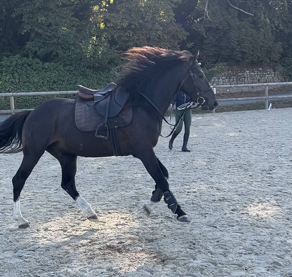 Poney pratique avec moyens 