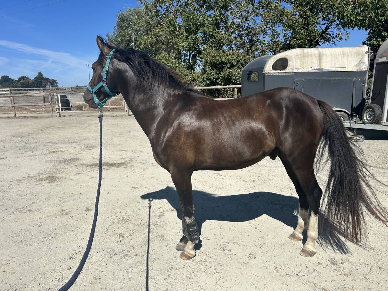 Poney pratique avec moyens 