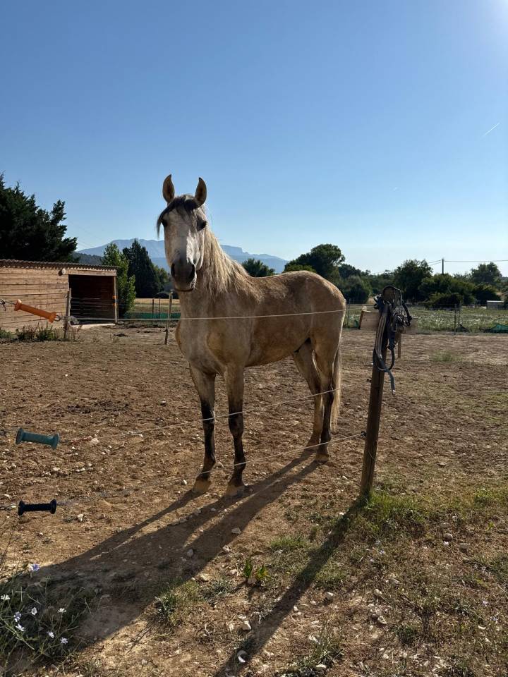 &Agrave; VENDRE &ndash; RAMS&Egrave;S ? Lusitanien &bull; 7 ans &bull; 1,61 m