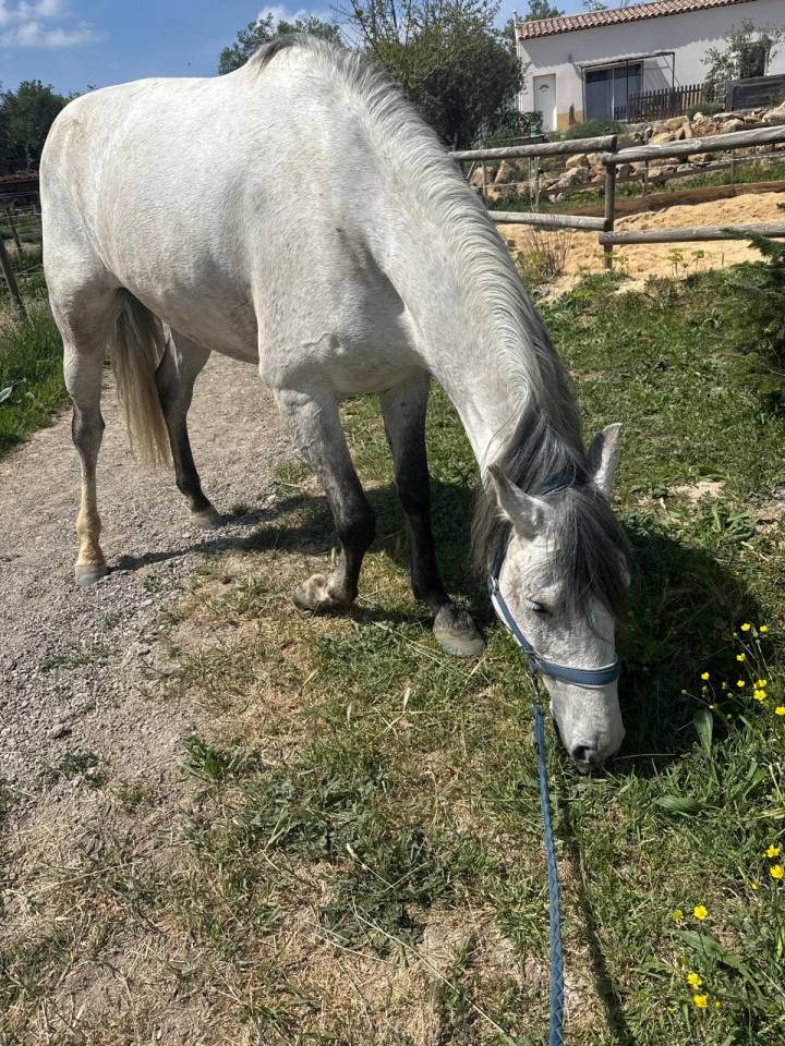&Agrave; VENDRE &ndash; RAMS&Egrave;S ? Lusitanien &bull; 7 ans &bull; 1,61 m