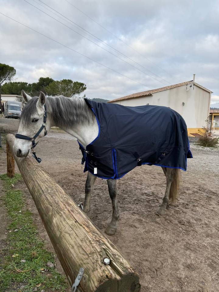 &Agrave; VENDRE &ndash; RAMS&Egrave;S ? Lusitanien &bull; 7 ans &bull; 1,61 m