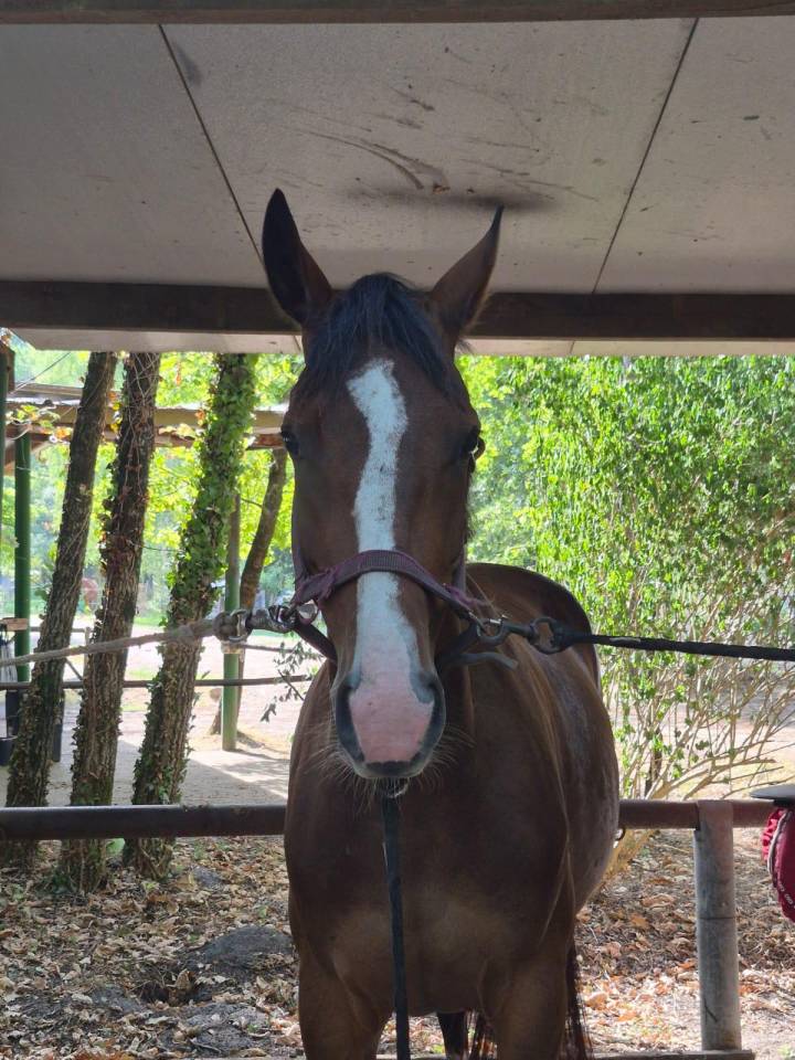 ? &Agrave; VENDRE &ndash; LICORNE DE BEAUVOIR &ndash; 5 ANS &ndash; SF