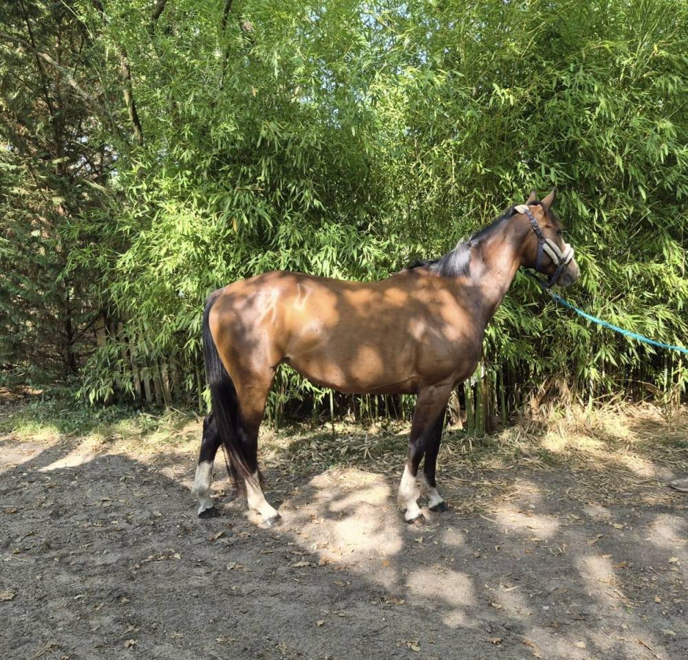 ? &Agrave; VENDRE &ndash; LICORNE DE BEAUVOIR &ndash; 5 ANS &ndash; SF