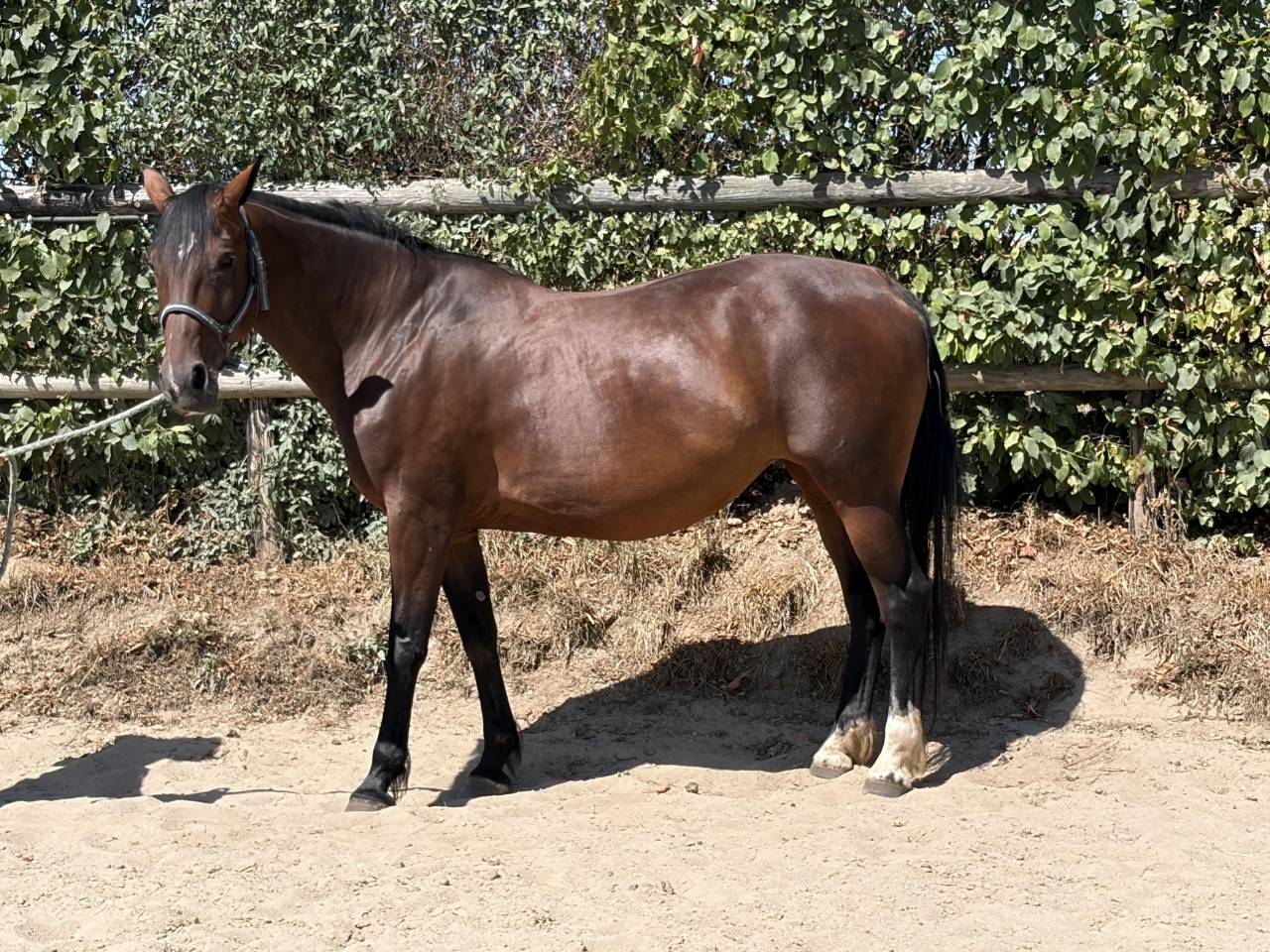Belle jument Trotteuse