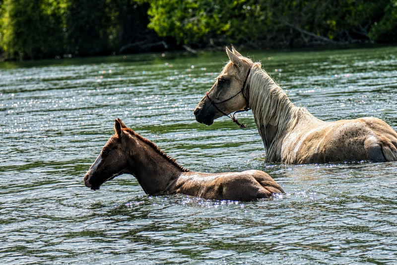 Quody, poulain Quarter Horse n&eacute; en 2026