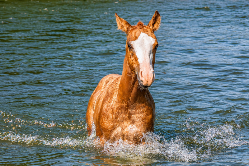 Quody, poulain Quarter Horse n&eacute; en 2026