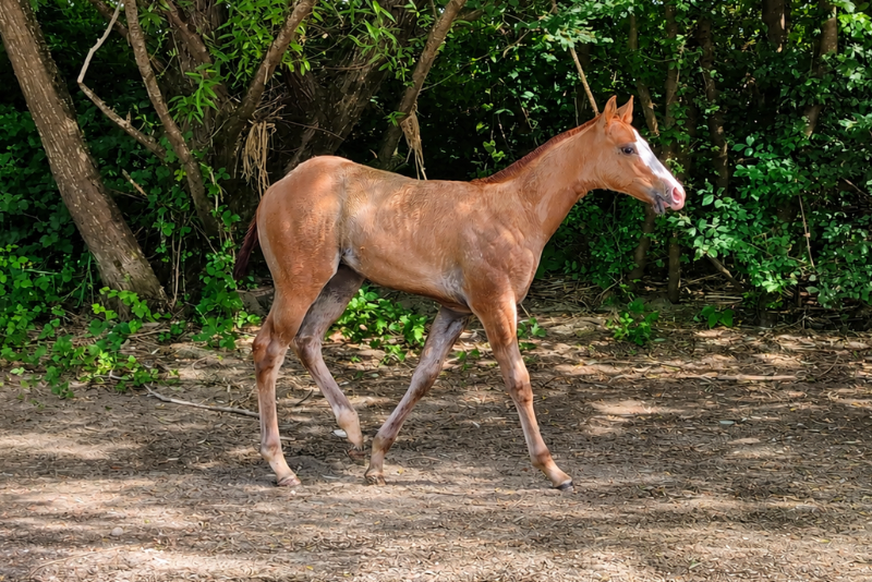 Quody, poulain Quarter Horse n&eacute; en 2026