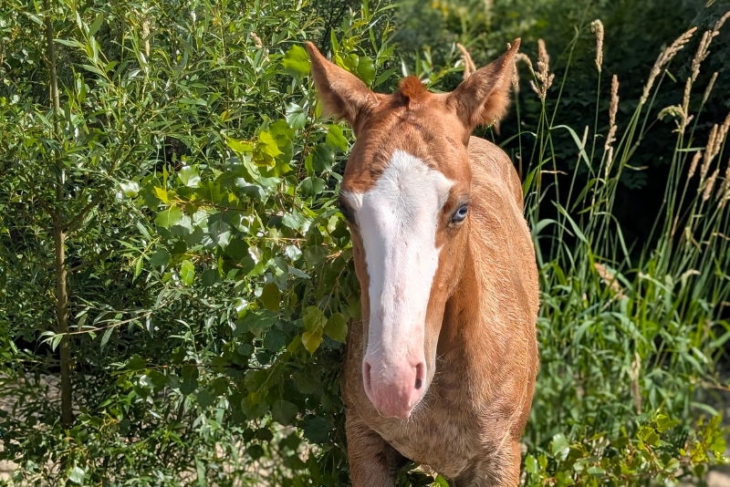 Quody, poulain Quarter Horse n&eacute; en 2026