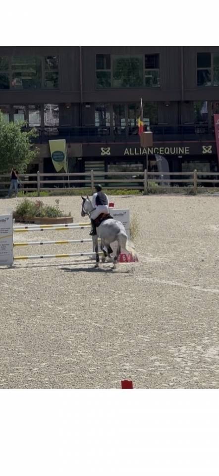 Vends cheval CSO gros moyens
