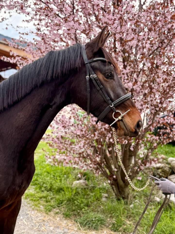 Hongre - KWPN - 3 ans - Dressage - France