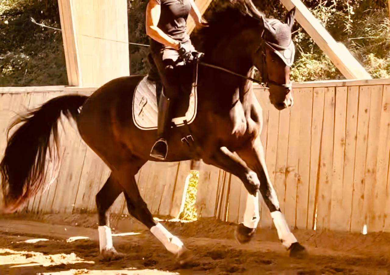 Hongre - KWPN - 3 ans - Dressage - France