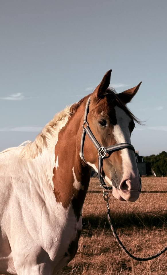 Cheval pie 