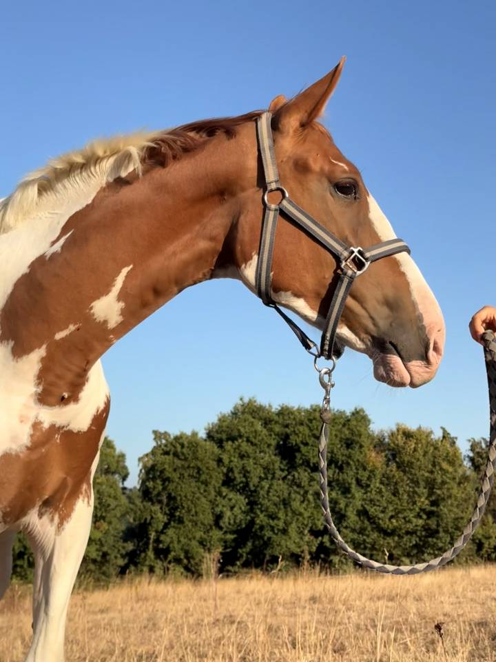 Cheval pie 