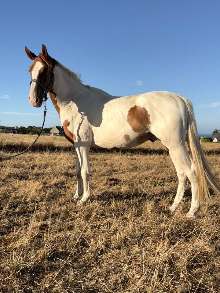 Cheval pie 