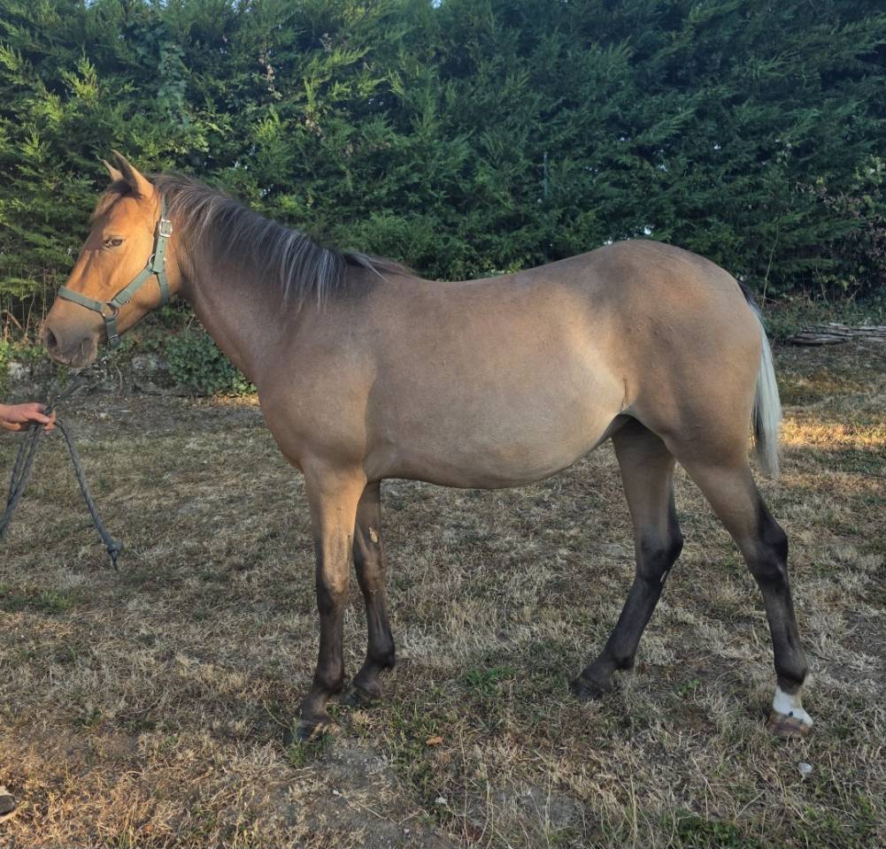 Top ponette C (pleine)