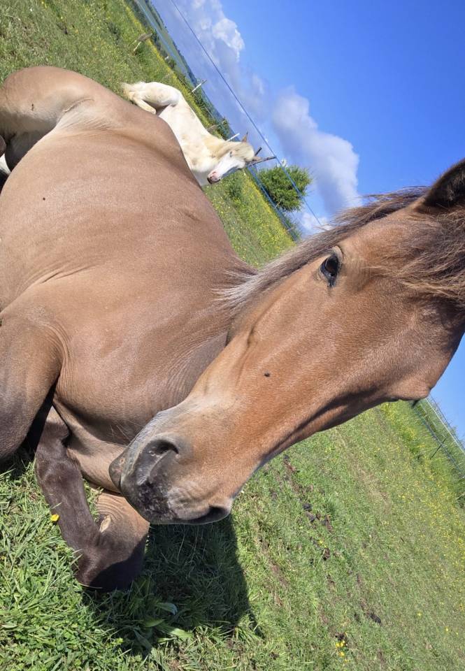 Top ponette C (pleine)