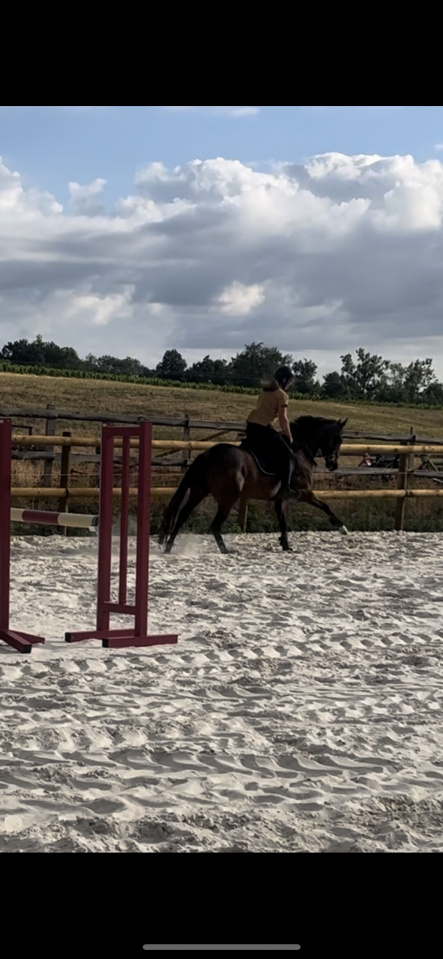 Jolie petite jument id&eacute;ale loisir, sport ou club 