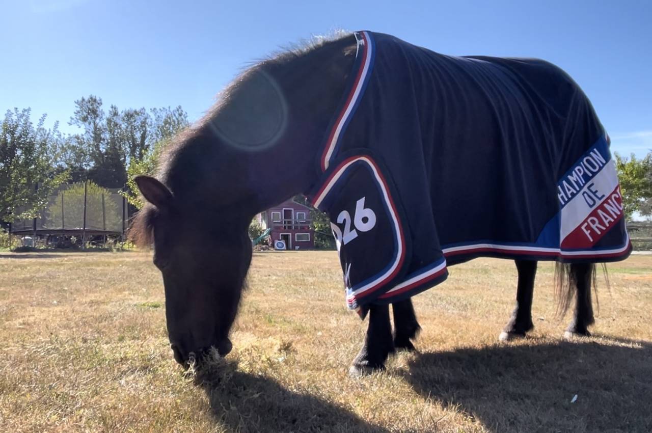 Demi-pension Blackpearl d&rsquo;Upapie, shetland PP 15 ans