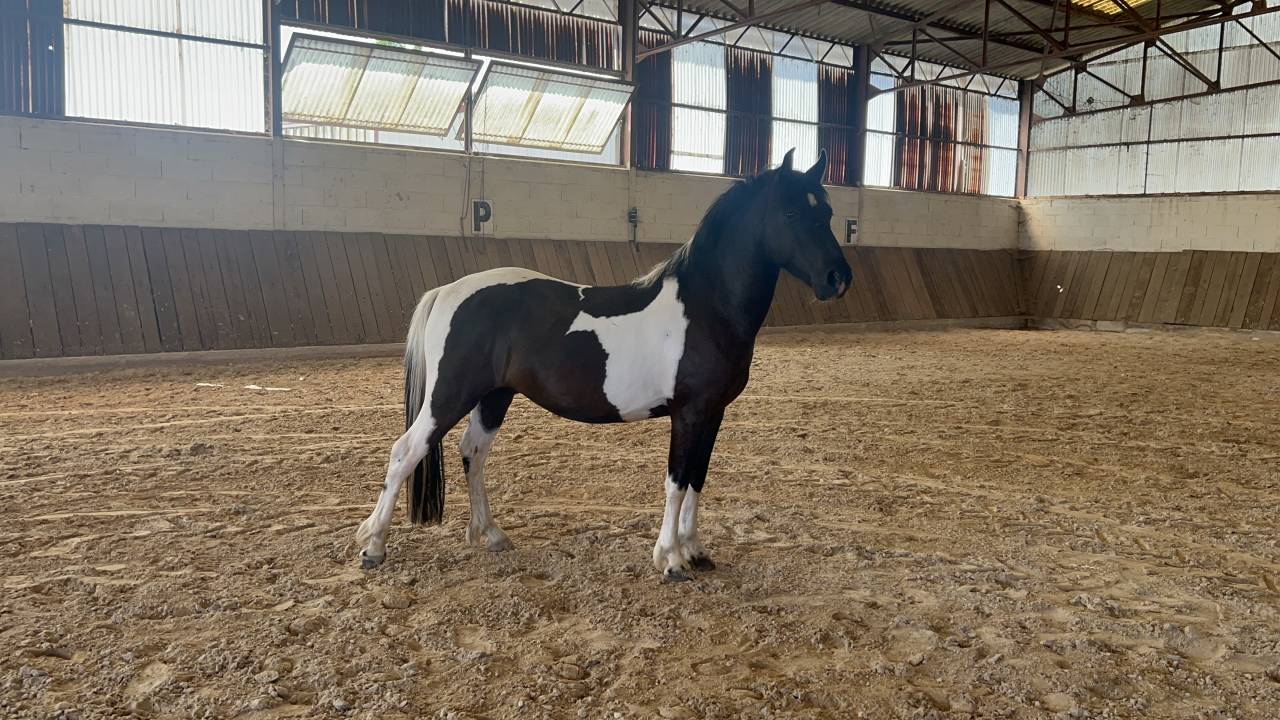 &Agrave; VENDRE - PONEY 4 ANS