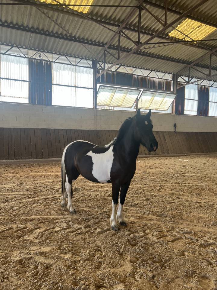 &Agrave; VENDRE - PONEY 4 ANS